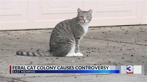 Feral Cat Colony Causes Controversy In Southeast Memphis Neighborhood