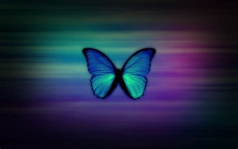 Please contact us if you want to publish an animated butterfly wallpaper on our site. Butterfly Wallpapers HD