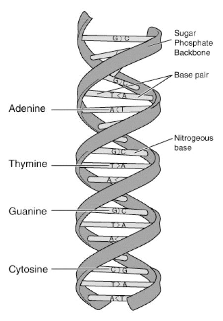 Dna Is A Double Stranded Molecule How Are The Adjacent Nucleotides In