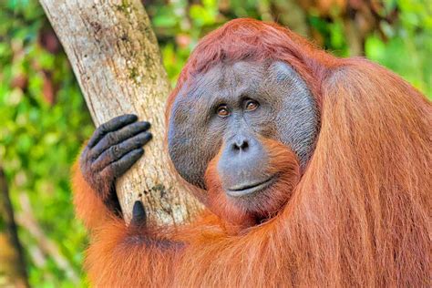 Orangután De Borneo Características Alimentación Hábitat