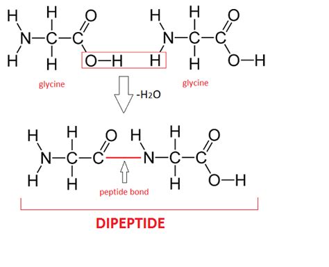 Dipeptide Definition Formation And Structure Video And Lesson