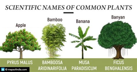 Scientific Names Of Some Common Plants Which You Should Know India