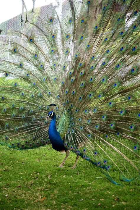 Photograph Of The Indian Blue Peacock P Cristatus Download