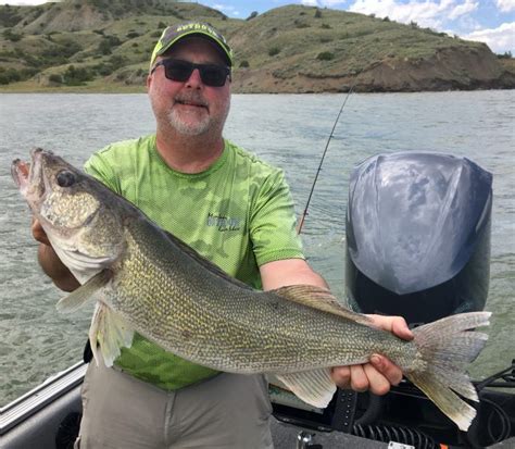 Downrigger Dale Catches 30 Inch Walleye At Fort Peck Montana Hunting