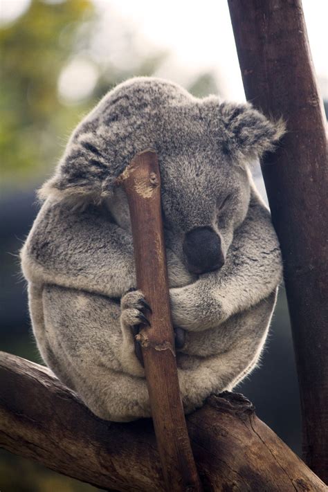 Koala Bear For Phone Wallpapers Wallpaper Cave
