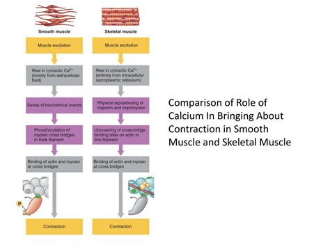 Ppt Smooth Muscles Powerpoint Presentation Free Download Id2052130