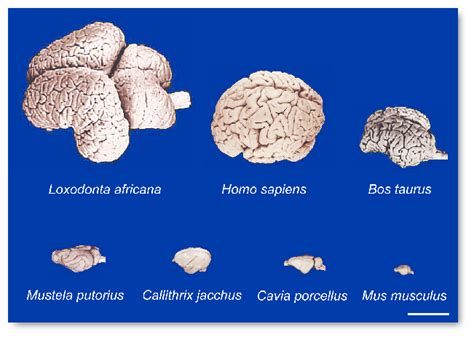 Neocortical Variation Images Of The Brains Of Various Mammalian