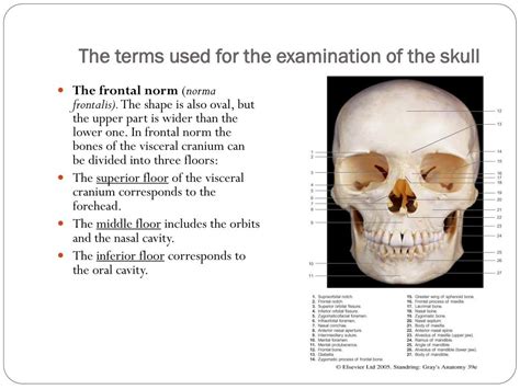 Ppt Functional Anatomy Of Skull Powerpoint Presentation Free