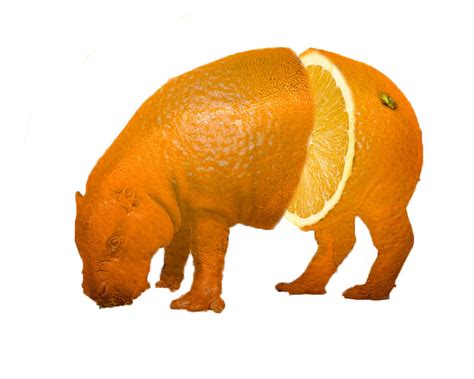 Orange Hippo By Diablovill On Deviantart
