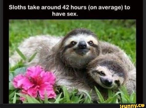 Sloths Memes Best Collection Of Funny Sloths Pictures On Ifunny