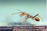 Fire Ants Raft Images