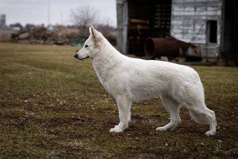 What S The Deal With White GSDs German Shepherds Forum