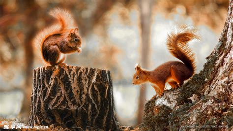 树桩上的小松鼠摄影图野生动物生物世界摄影图库昵图网