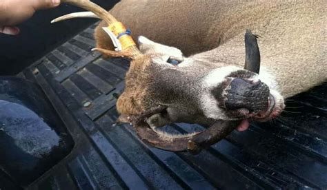 10 Of The Ugliest Deer Racks Ever Photographed Outdoorhub