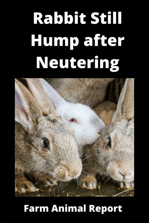 Rabbit Still Hump After Neutering Rabbit Humping Farm Animal Report
