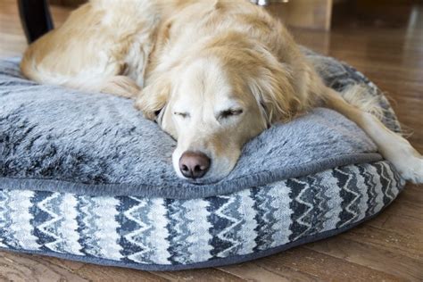 The Best Dog Beds For Golden Retrievers According To A Veterinarian