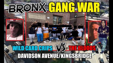 Bronx Gang War The Wild Card Crips Vs The 4zblood Hound Brims And Umob