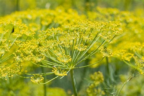 Quintais Imortais Fantastic Fennel The Herb That Keeps On Giving