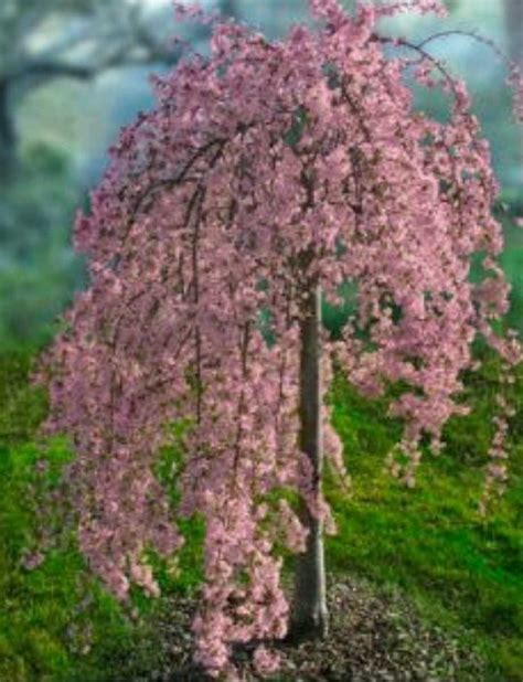 Cherry tree branches develop dark, depressed cankers that cause the tree. Pink Snow Showers Weeping Cherry | Fort Wayne Trees
