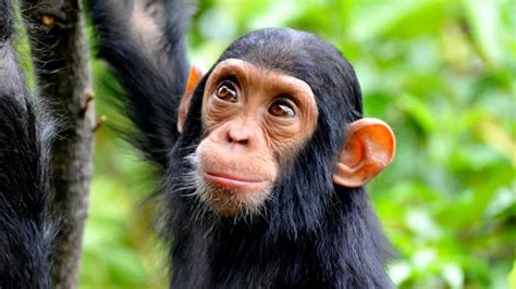 14 Aralık Dünya Maymunlar Günü Maymunlar Hakkında 17 Ilginç Bilgi