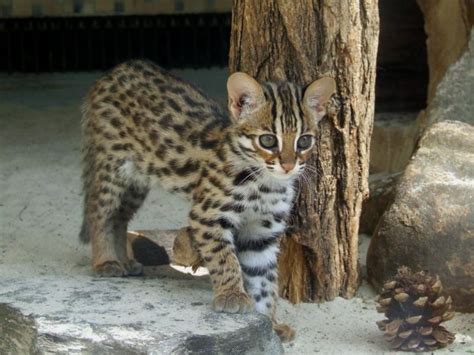 Domestic House Cat That Looks Like A Leopard Erich Kimmel