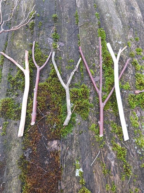 Natural Wood Stick Branches Set Decorative Forked Tree Sticks Etsy