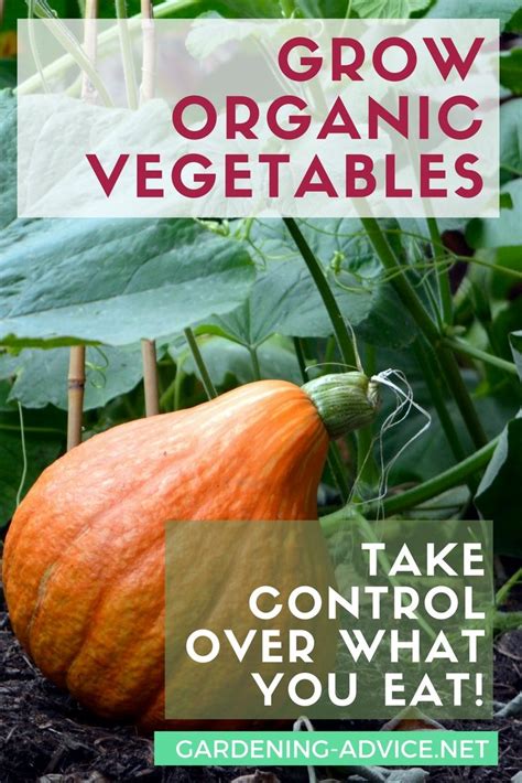 Organic Vegetable Gardening Tips Growing Organic Vegetables Organic
