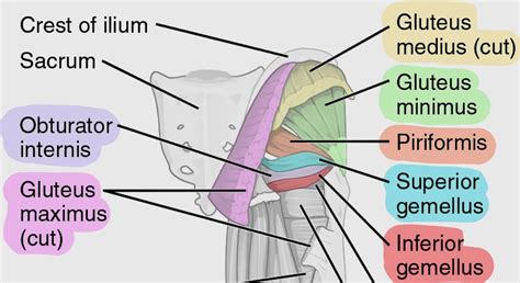 1 Muscles Of The Gluteal Region Simplemed Learning Medicine