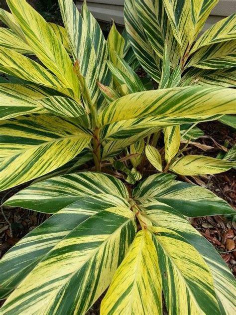 Guide to native florida trees and shrubs in the wild. Green and yellow stripes on Ginger plant. (With images ...