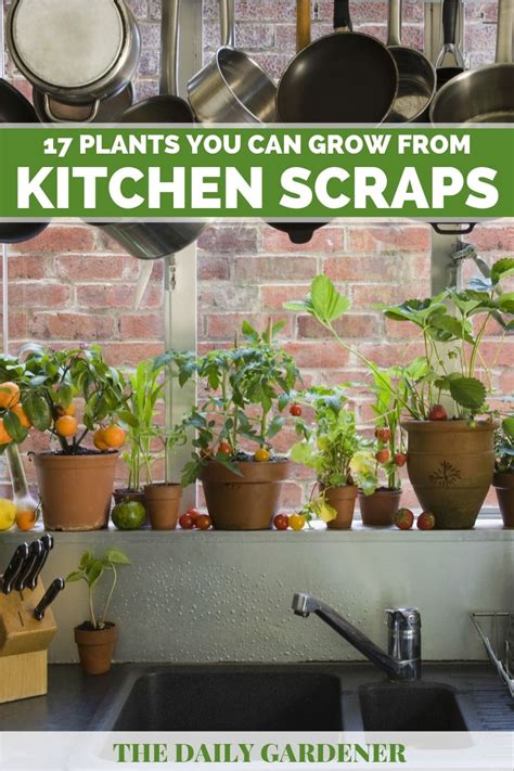 17 Plants You Can Grow From Kitchen Scraps