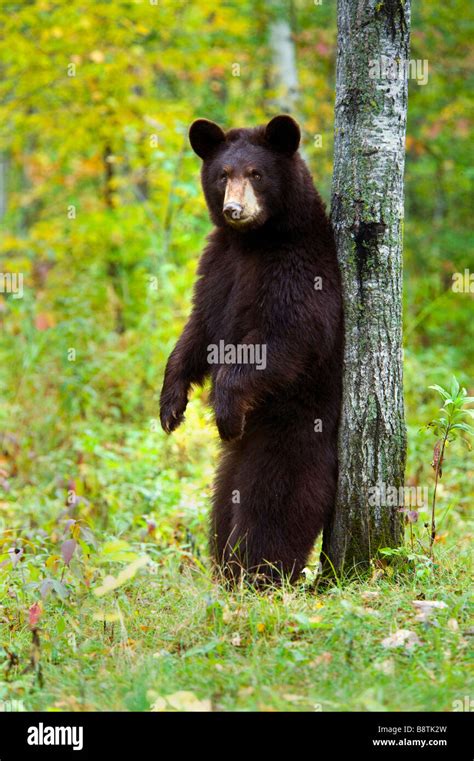 Black Bear In Autumn Minnesota Stock Photo Alamy