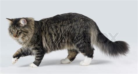 Young Norwegian Forest Cat In Light Stock Image Colourbox