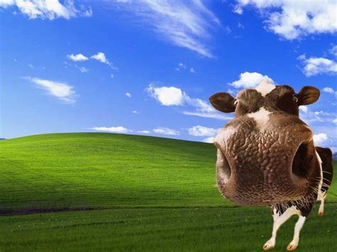 Funny Cow Wallpapers Wallpaper Cave