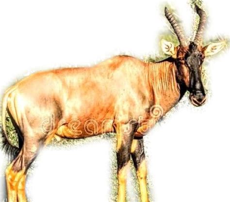 Moose Art Africa Animals Animales Animaux Animal Animais