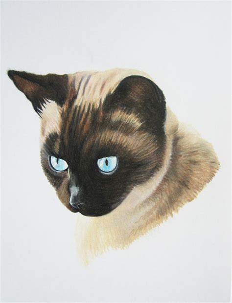 Siamese Cat Named Sabrina Prismacolor Drawing By Vanessa