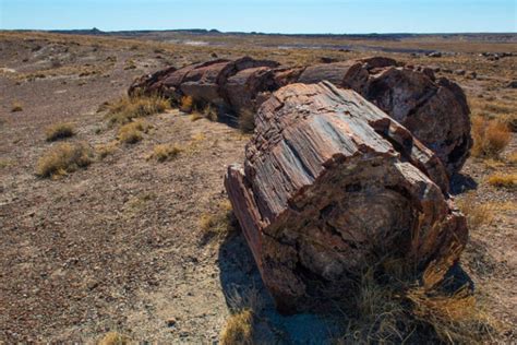 Petrified Forest L Thrilling Legacy Our Breathing Planet