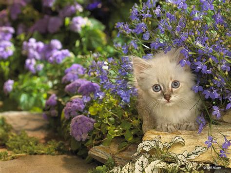 Sweet Fluffy Kitten Among Flowers Flower Garden Cat Kitten Hd