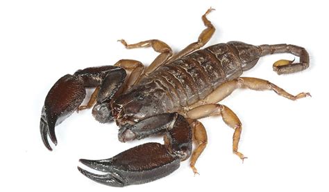 Gallery Australian Scorpions Australian Geographic