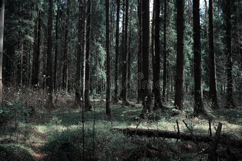 Kiefernwaldtiefen Eines Waldes Reisen Durch Waldwege T Stockfoto Bild