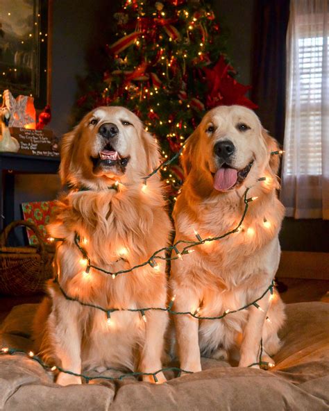 Golden Christmas Tree Merry Christmas Cute Dogs Golden Retriever