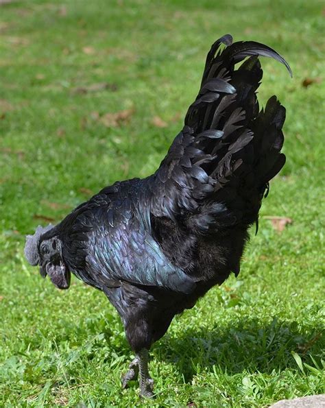 Породы черных кур красивые фото и картинки — Каталог Фото