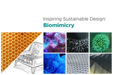 Inspiring Sustainable Design Biomimicry—using Natures Blueprints