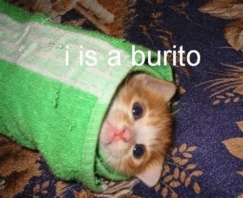 9 Cats Wrapped Like Burritos Funny Cat Photos Funny Cat Pictures