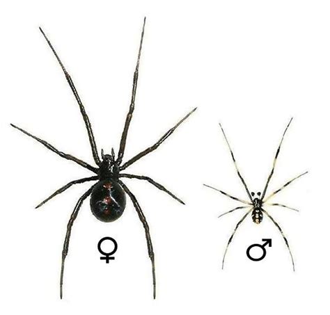 The mouse spider is a medium to large spider of up to 1 and 1/2 inches in body length. Guide Plate for the Southern Black Widow - Latrodectus ...