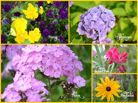 Top Summer Flowers Images And Names Top Collection Of Different Types