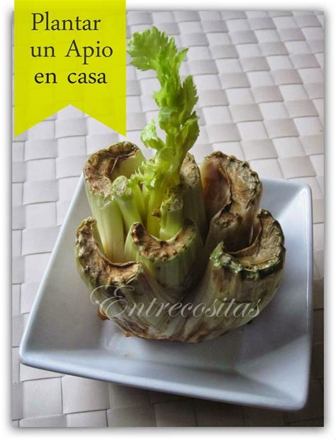 En esta simple pero completa guía veremos cómo plantar marihuana en casa y en exterior, partiendo de semillas feminizadas, regulares, autoflorecientes o de esquejes… teniendo presente que sólo algunas de las variedades de marihuana son iguales, por lo cual conviene empezar con semillas de. COMO PLANTAR UN APIO EN CASA (2ª parte)