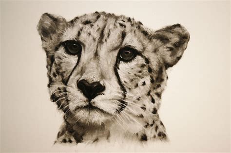 Cheetah Charcoal Drawing In 2019 Cheetah Drawing Drawings Animal
