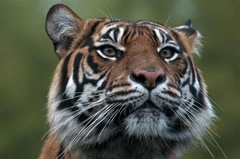 Why Sumatran Tigers Are Endangered And What We Can Do