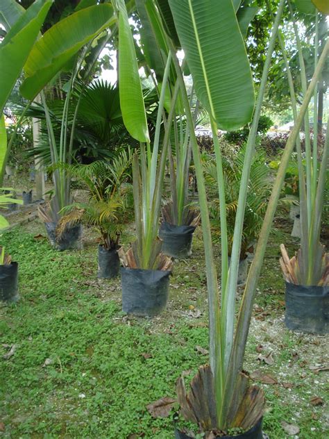 Banyak sebutan taman bunga nusantara yaitu taman bunga nusantara bogor, taman bunga cipanas atau taman bunga puncak. Nursery Bunga dan Landskap Taman: Produk Nursery : Bunga ...