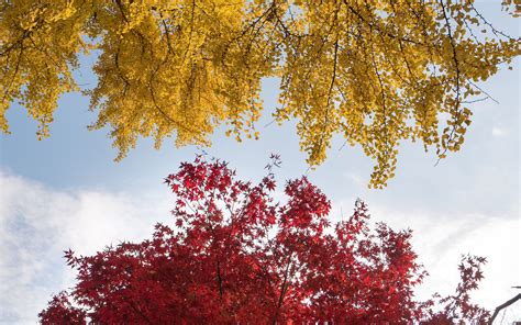 Download Wallpaper 3840x2400 Trees Autumn Fall Colors Foliage 4k
